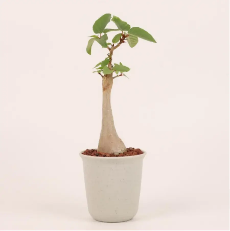 1-2633.webp Euphorbiaceae-Ficus palmeri - Image 1