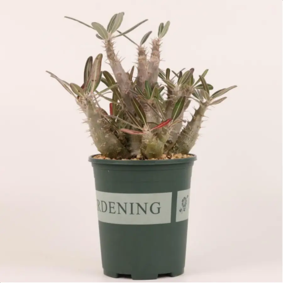 1-2634.webp Euphorbiaceae Pachypodium cactipes Clustering - Image 1