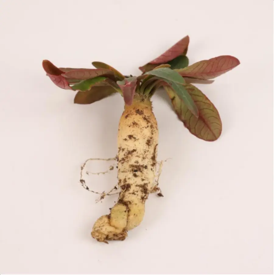 1-2636.webp Euphorbiaceae Euphorbia subapoda - Image 1