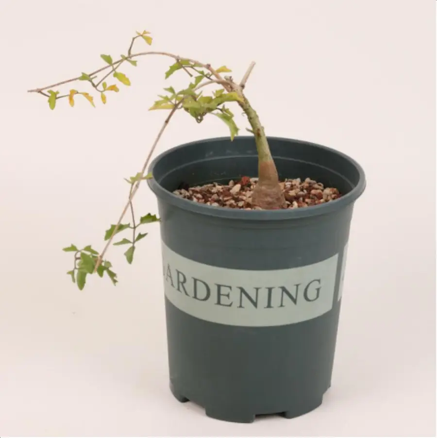 1-2638.webp Euphorbiaceae Cyphostemma sp. nov. - Image 1