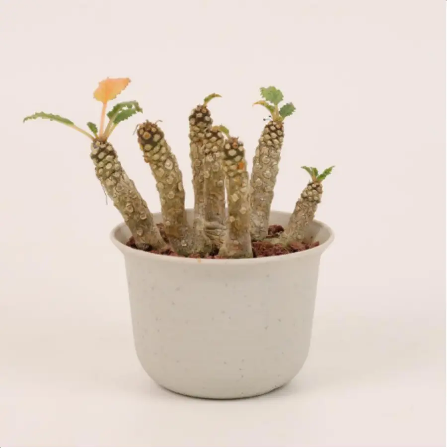 1-2640.webp Euphorbiaceae Pachypodium densiflorum x
Pachypodium brevicaule - Image 1