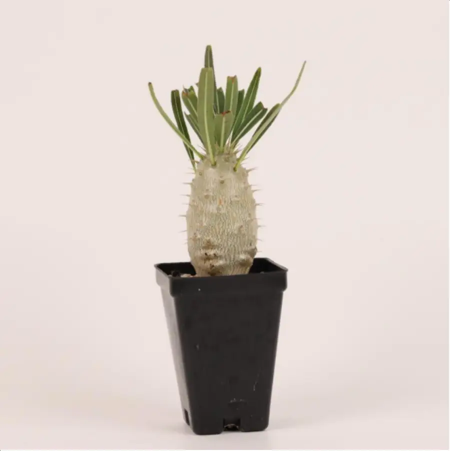 1-2648.webp Euphorbiaceae Pachypodium rosulatum var.
gracilius - Image 1