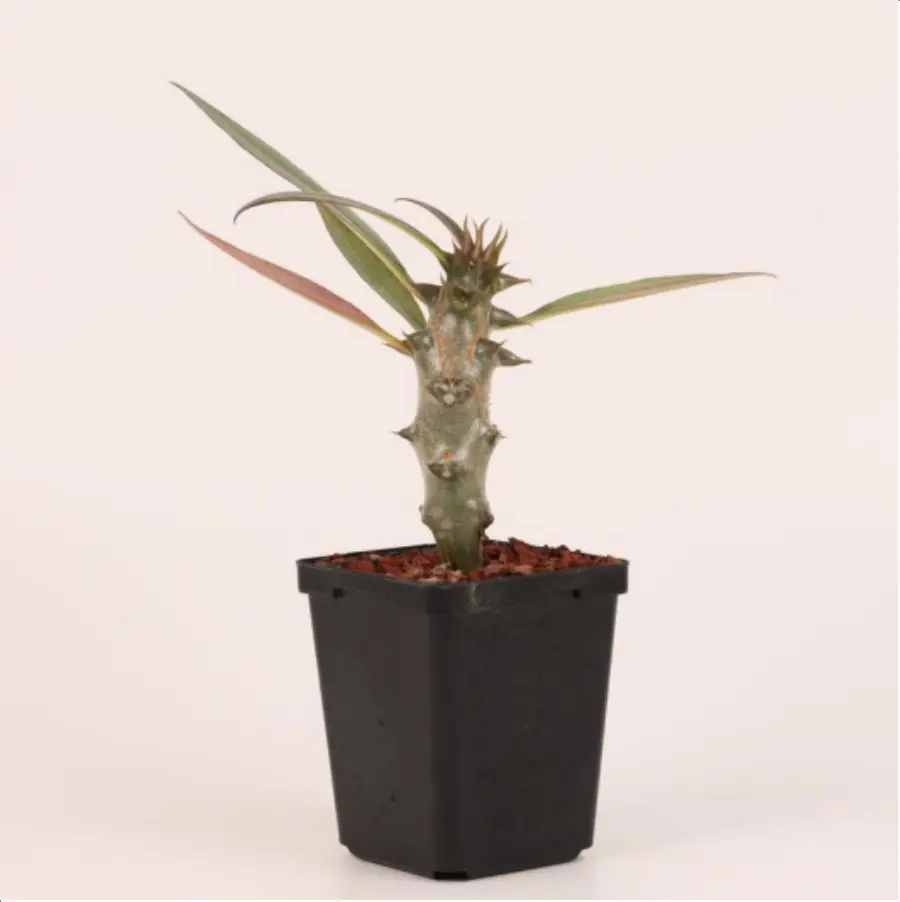 1-2652.webp Euphorbiaceae Pachypodium baronii - Image 1