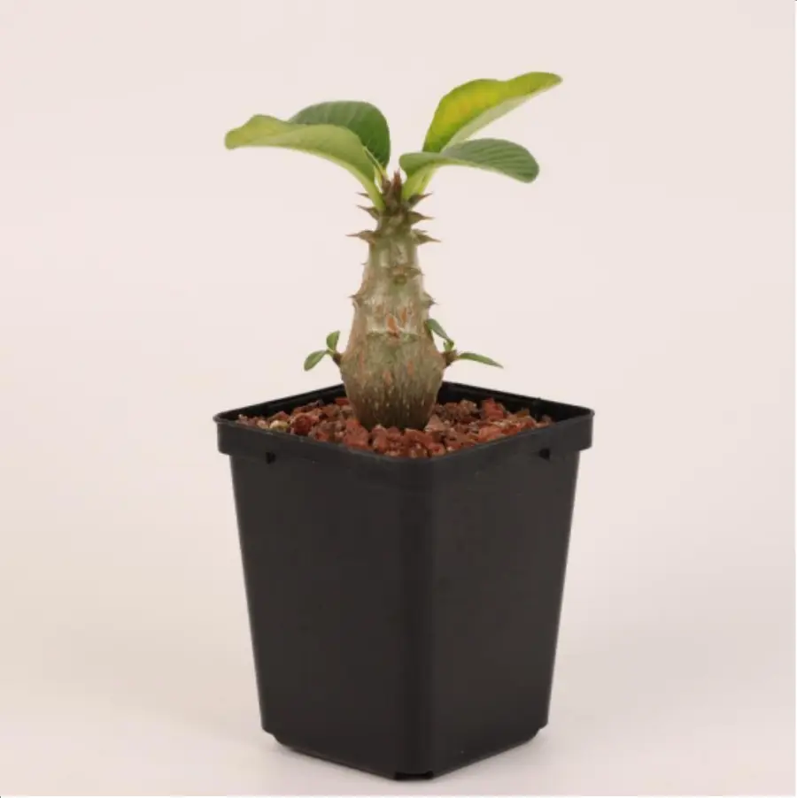 1-2656.webp Euphorbiaceae Pachypodium windsorii - Image 1