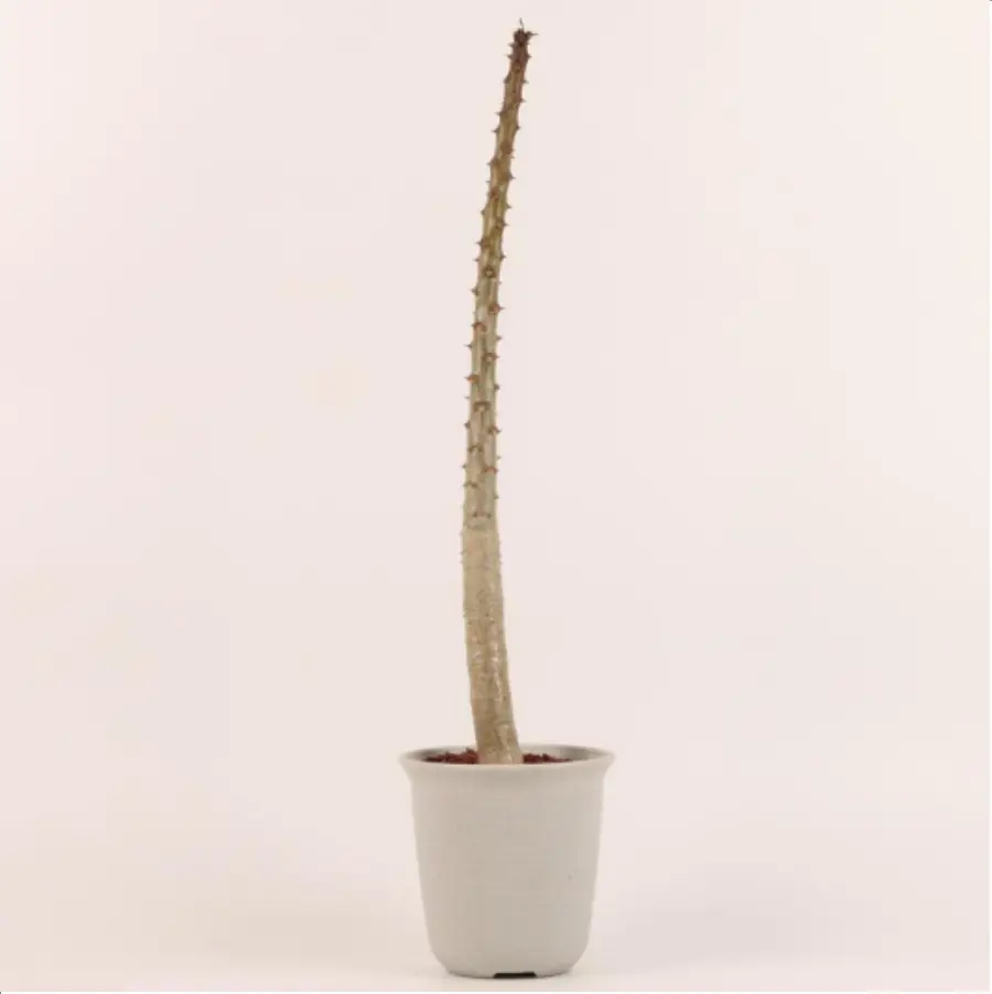 1-2657.webp Euphorbiaceae Pachypodium lamerei - Image 1