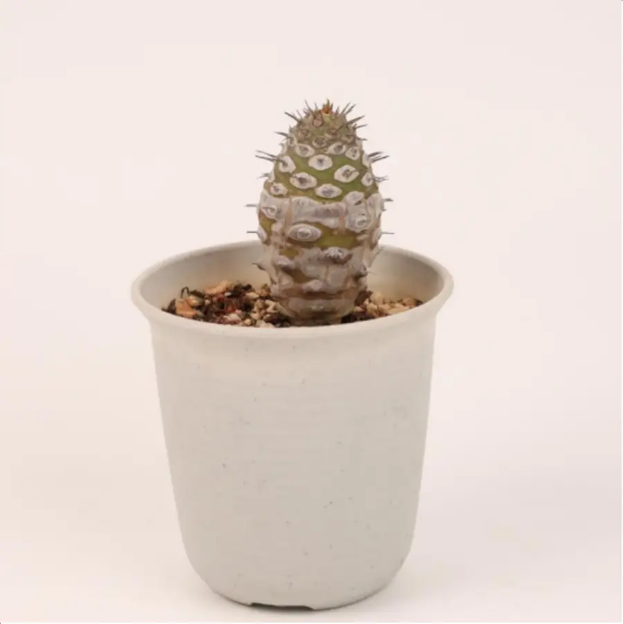 1-2659.webp Euphorbiaceae Euphorbia pachypodioides - Image 1