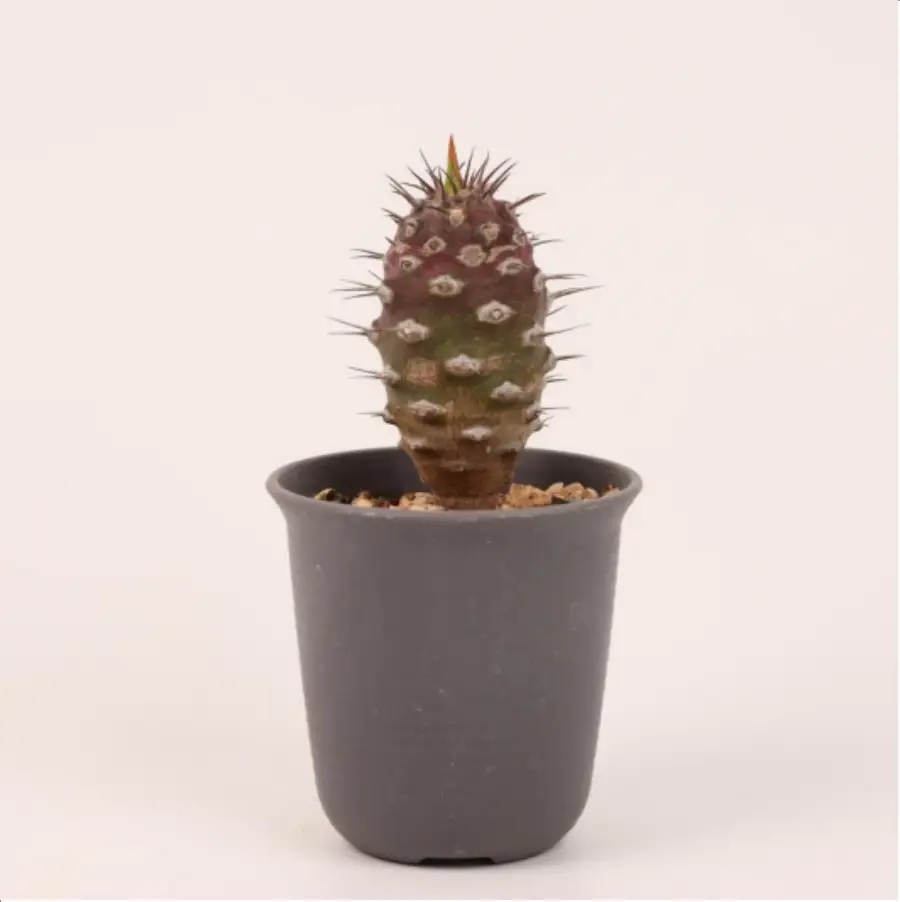 1-2661.webp Euphorbiaceae Euphorbia pachypodioides - Image 1