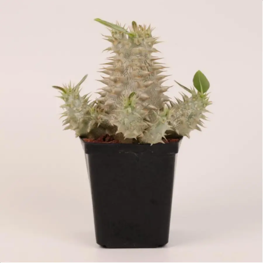 1-2677.webp Euphorbiaceae Pachypodium densiflorum x
Pachypodium eburneum Clustering - Image 1