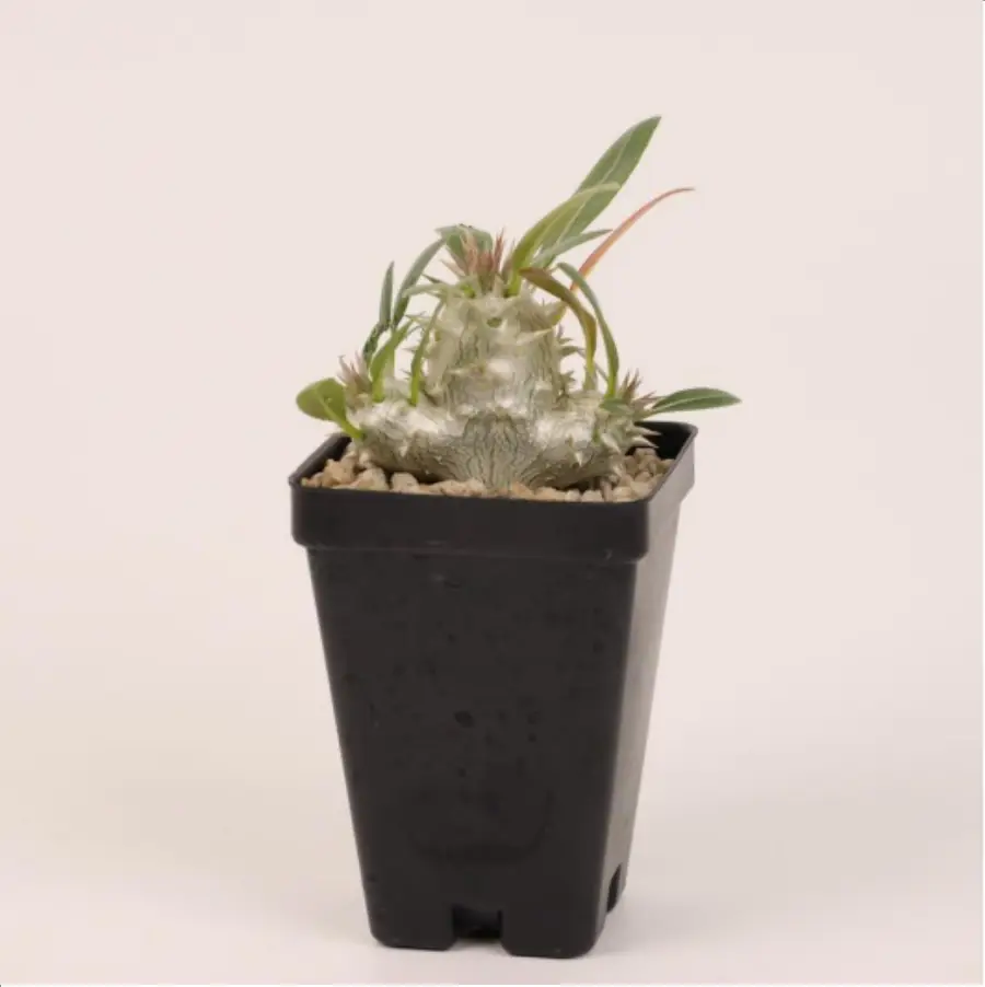 1-2680.webp Euphorbiaceae Pachypodium densiflorum Clustering - Image 1