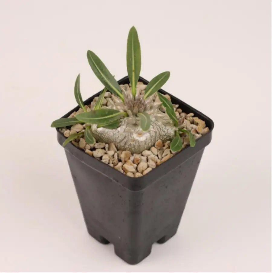 1-2681.webp Euphorbiaceae Pachypodium densiflorum x
Pachypodium brevicaule - Image 1