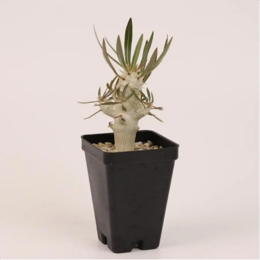 1-2686.webp Euphorbiaceae Dorstenia lavrani - Image 1