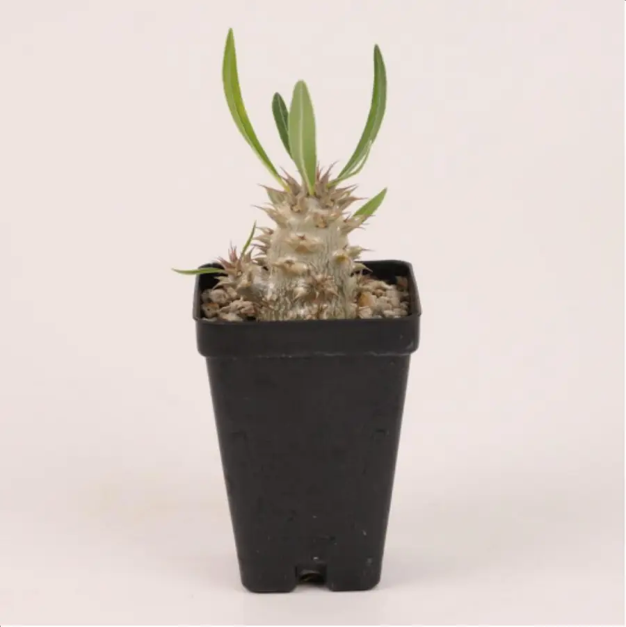 1-2690.webp Euphorbiaceae Pachypodium makayense - Image 1