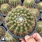 Cactus-Parodia herteri