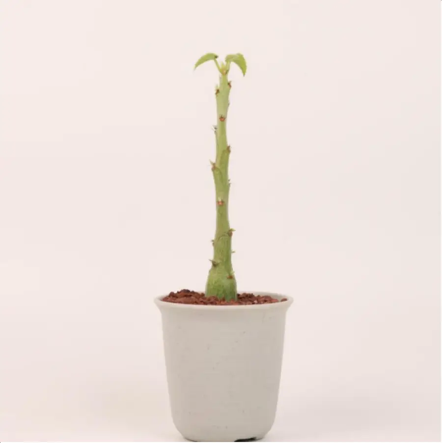 1-2699.webp Euphorbiaceae Adenia keramanthu - Image 1