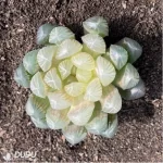 Haworthia Amber