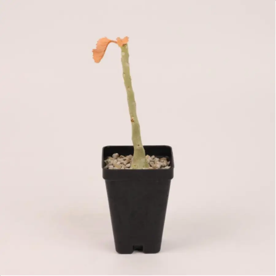 1-2708.webp Euphorbiaceae Pachypodium densiflorum x
Pachypodium eburneum Clustering - Image 1