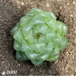 Haworthia Glacier
