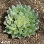 Haworthia Black Bear Diana