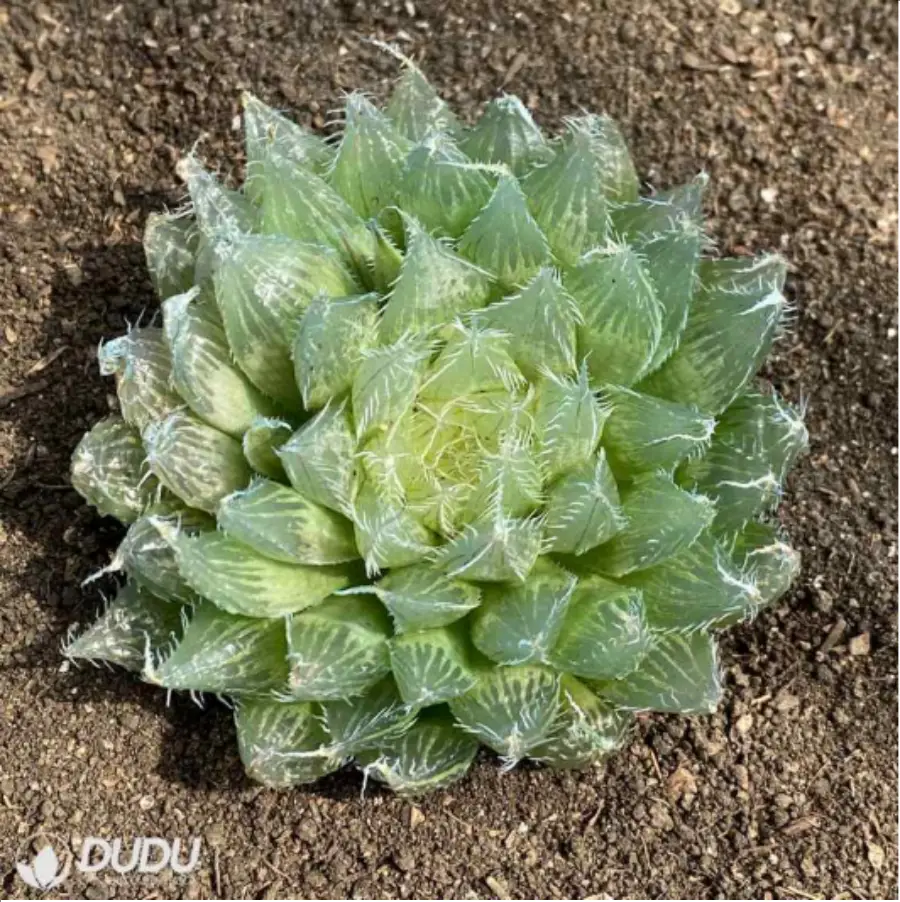 1-2715.webp Haworthia Black Bear Diana - Image 1