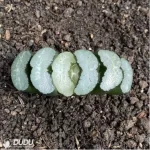 Haworthia Kwai Di