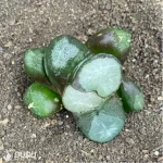 Haworthia Peerless