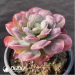 Echeveria Rain Drops