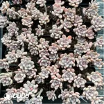 PachyphytumBeauty finger 
Double Head