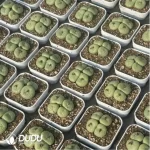 Conophytum-pancake
4 heads