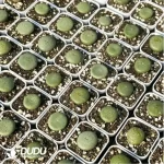 Conophytum-
Sesame cake