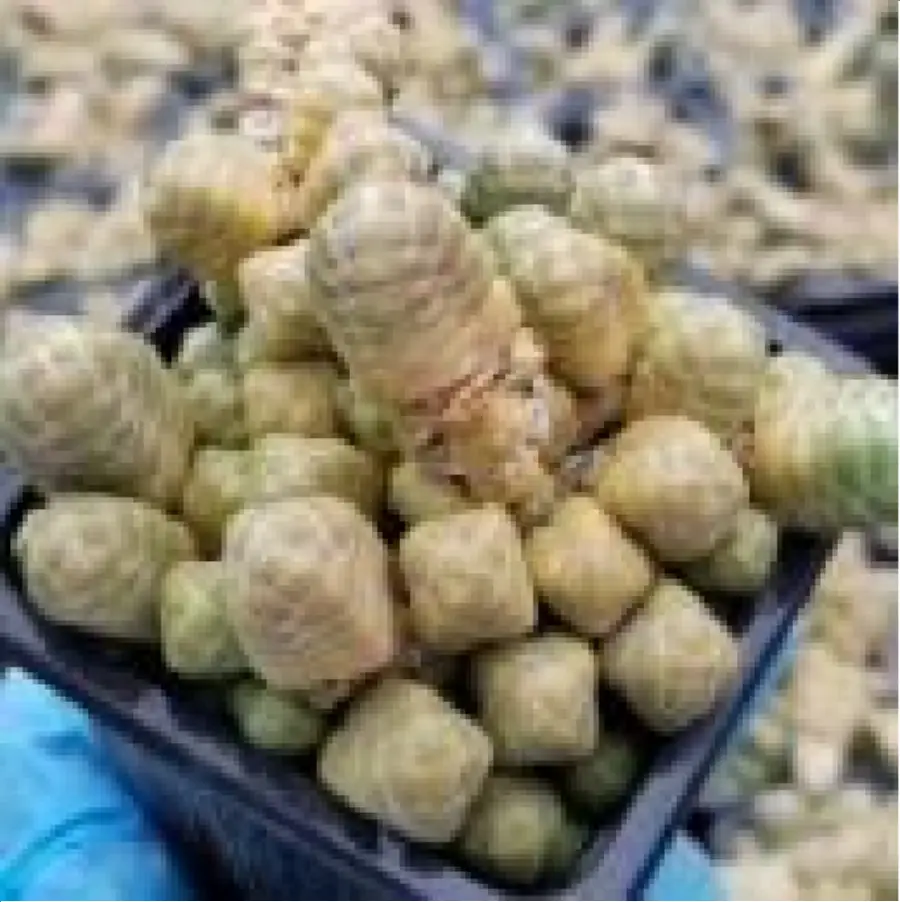 1-2827.webp Crassula Jade Toon Clustering - Image 1