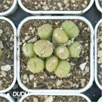 Conophytum-ectypum