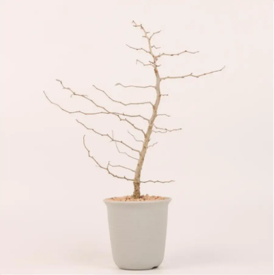 1-2832.webp Euphorbiaceae Operculicarya pachypus - Image 1