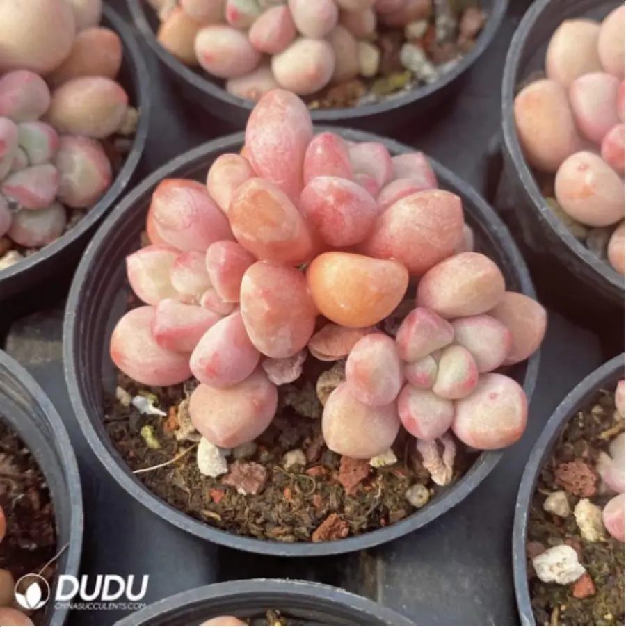 1-2850.webp Graptopetalum Haru urara clustering - Image 1