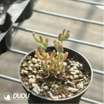 Dicrocaulon Ramulosum Ice Crystals