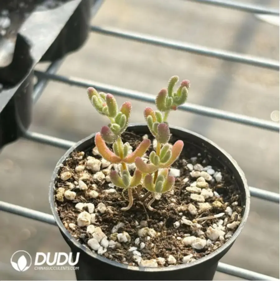 1-2854.webp Dicrocaulon Ramulosum Ice Crystals - Image 1