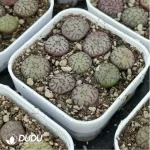 Conophytum-minimum
9PCS Collocation