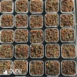 Conophytum-Honggang Ridge Cut cake