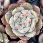Echeveria Ariel