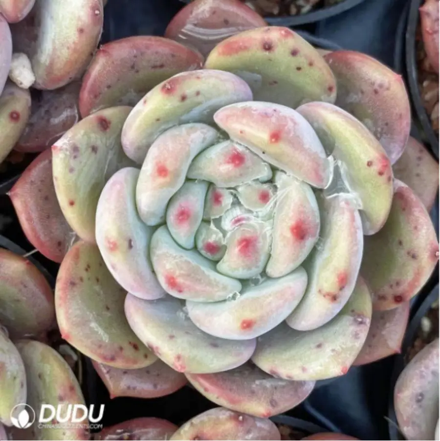 1-2891.webp Echeveria Ariel - Image 1