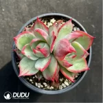 Echeveria Agavoides 'Casio'Double Head