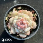 Echeveria Glazed Calyx