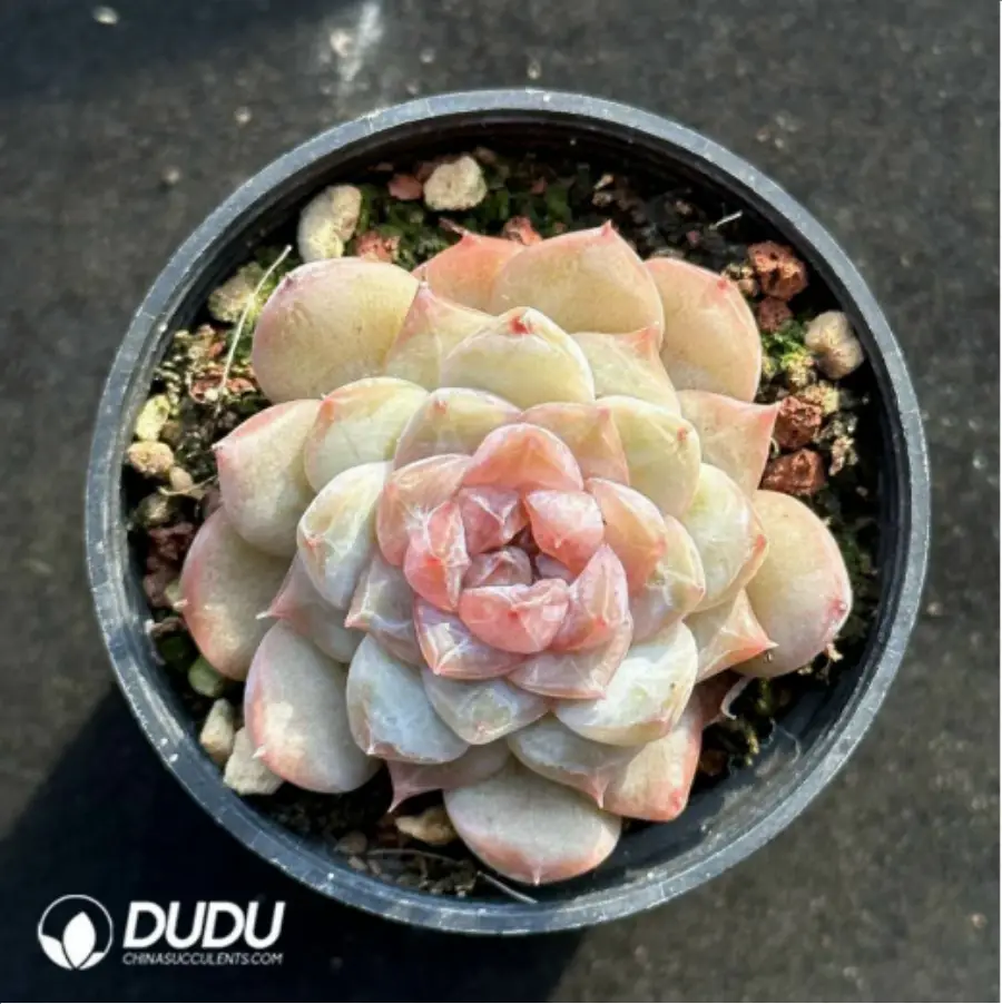 1-2919.webp Echeveria Glazed Calyx - Image 1