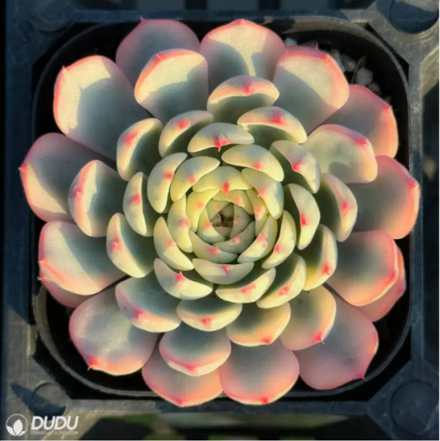 1-2926.webp Echeveria Blue Jasmine - Image 1