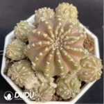 Cactus-Lobivia hybr. Clustering