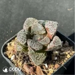 Haworthia  mordor