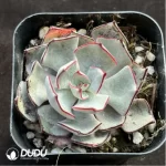 Echeveria Strictiflora