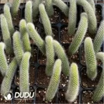 Cactus-winteri subsp. colademono