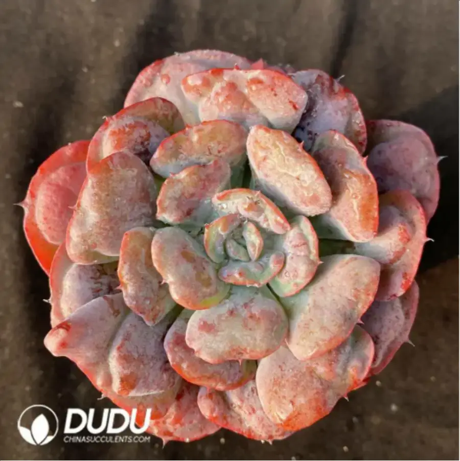 1-2977.webp Echeveria Pagoda - Image 1