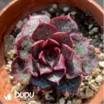 Echeveria  Longissima
