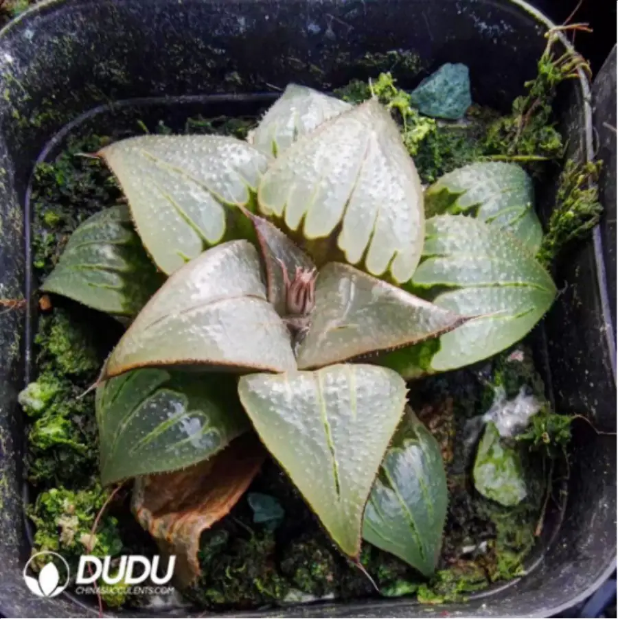 1-2984.webp Haworthia var. badia - Image 1